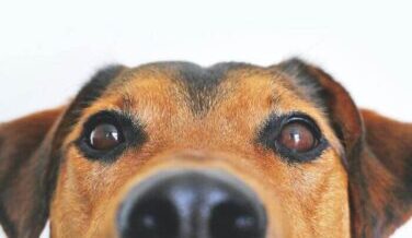 Dia do Cachorro: conheça a origem, a importância, além de dicas de diversão e compras com economia para o seu pet